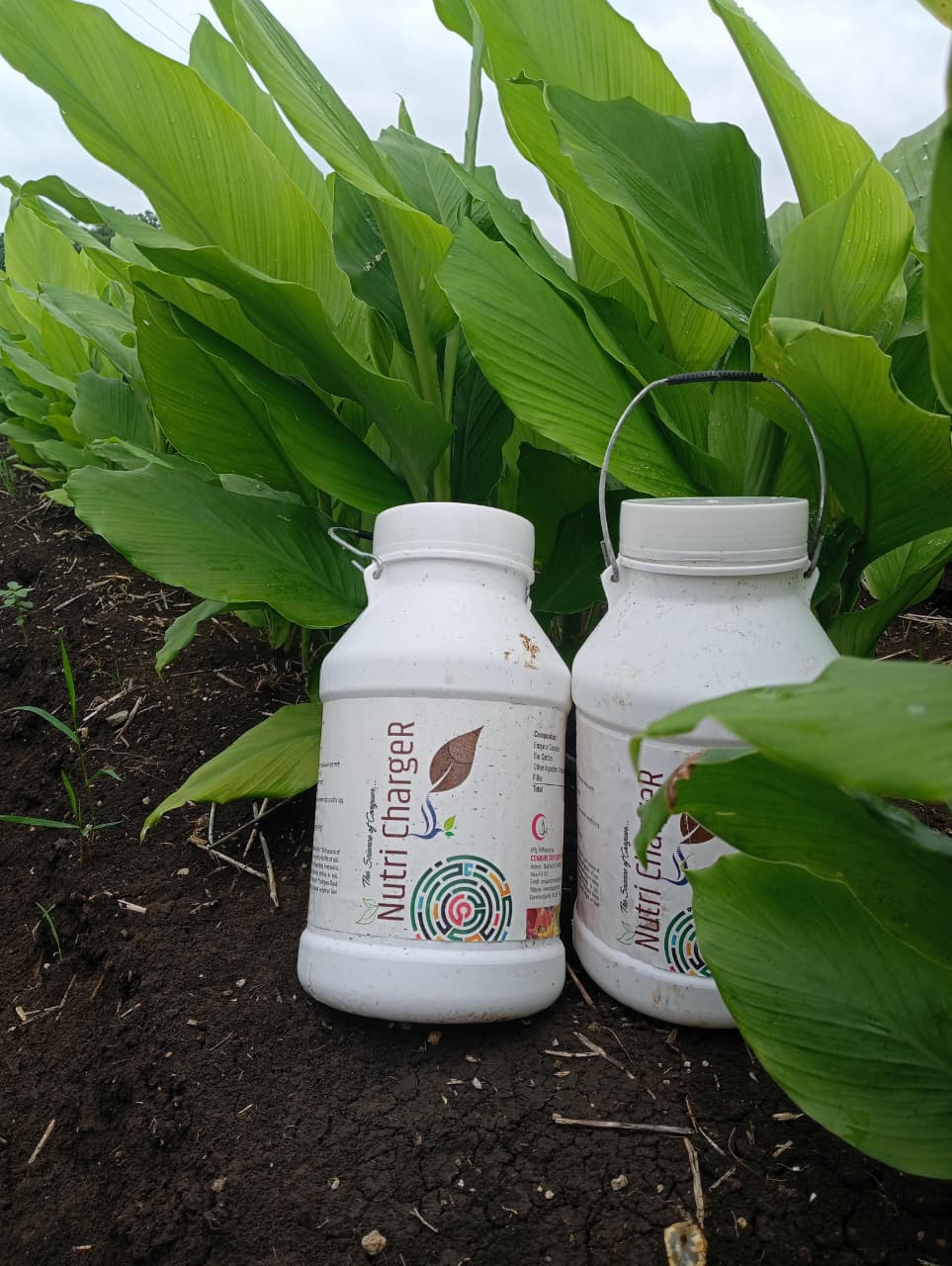 Farmer Plot Visit